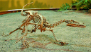 A skeleton of a velociraptor