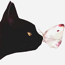 A black cat facing right, with a white butterfly with some red on the wings on the cat's nose