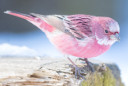 A pink-and-gray bird