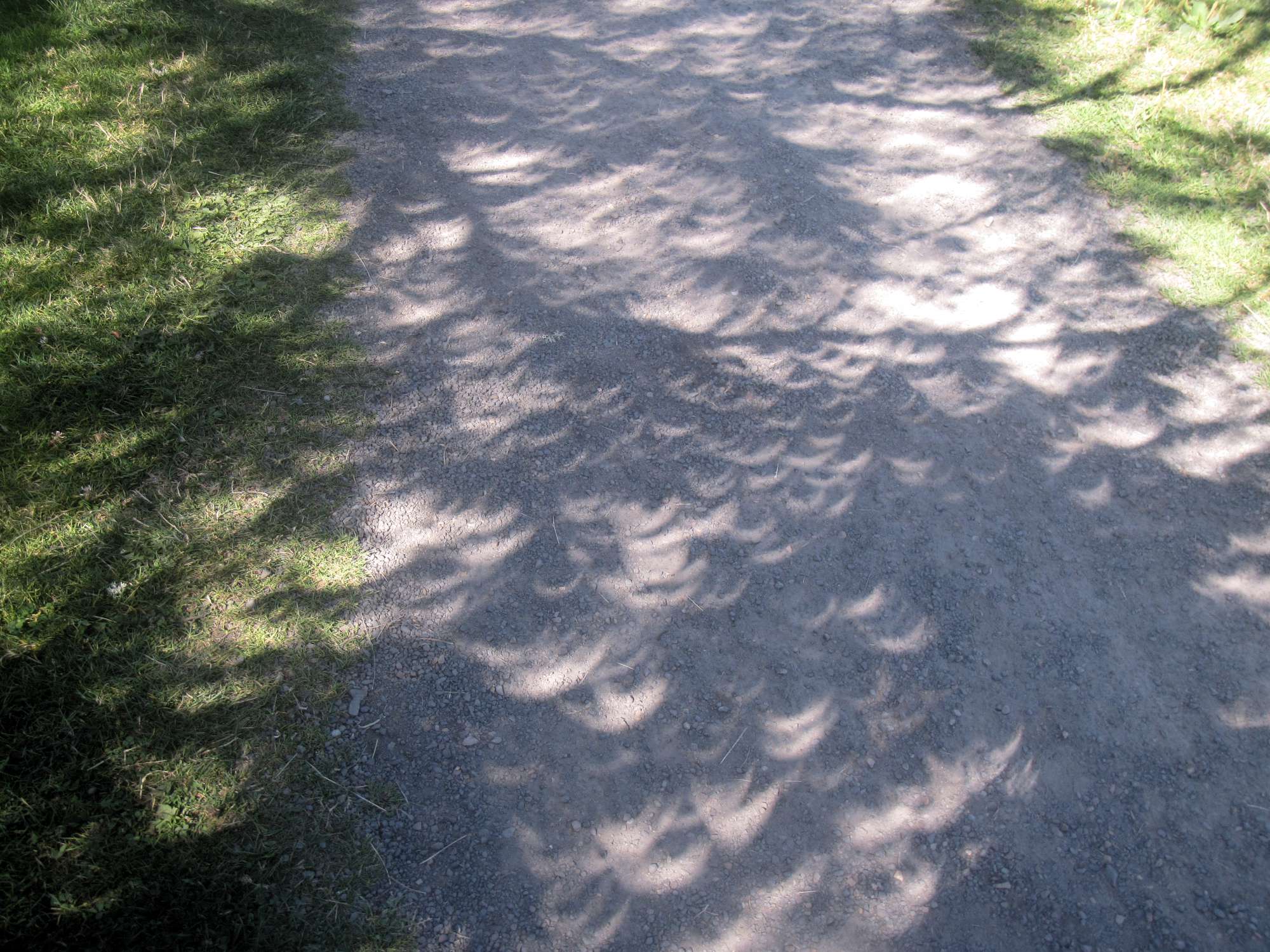 A shadow of a tree, with a bunch of crescent-shaped bright spots.  The shadow is on a gravel path, with grass on either side.