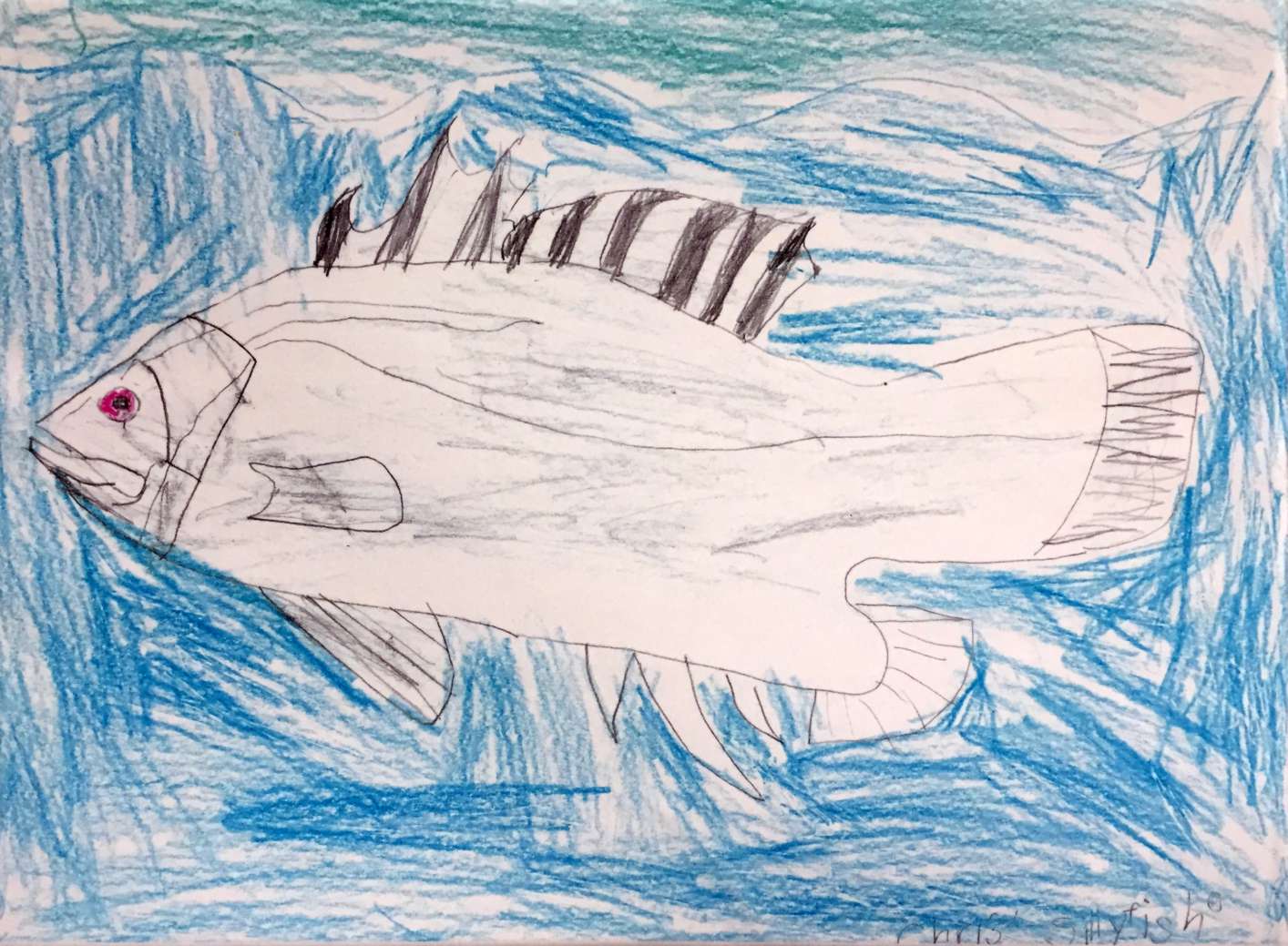 A fairly detailed pencil drawing of a fish.  The fish is white, and there's blue water around the fish.  The fish's eye is red.